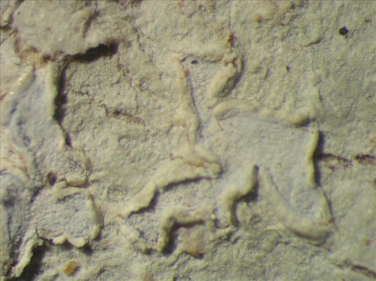 Diorygma hieroglyphicum from Netherlands Antilles, Saba Habitus. leg. Sipman  15262. Image width = 4 mm.
