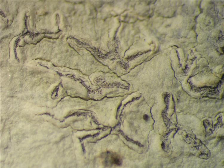 Diorygma hieroglyphicum from Netherlands Antilles, Saba Habitus. leg. B. Buck 50839. Image width = 4 mm.