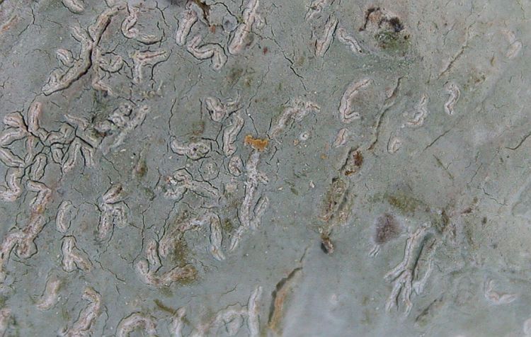 Diorygma hieroglyphicum from China, Yunnan (ABL)