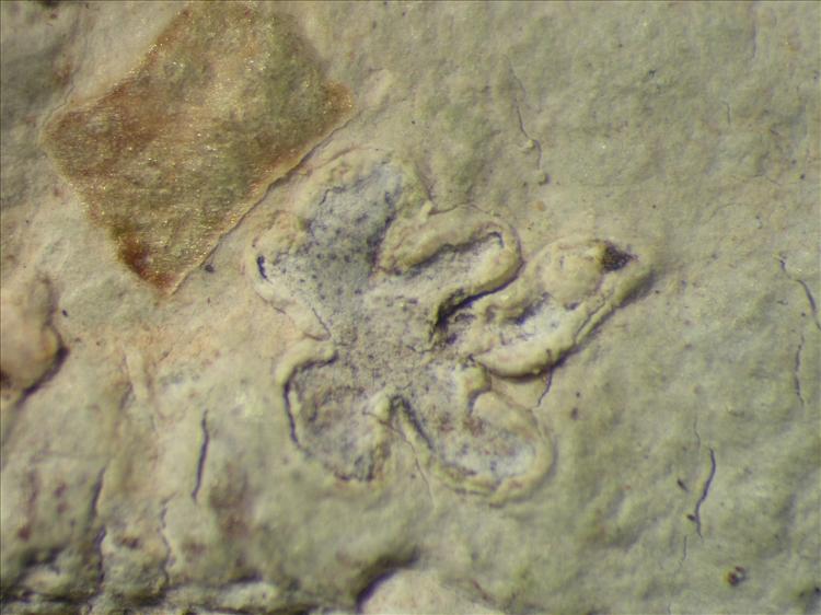 Diorygma pruinosum from Netherlands Antilles, Saba Habitus. leg. Sipman  54852. Image width = 4 mm.