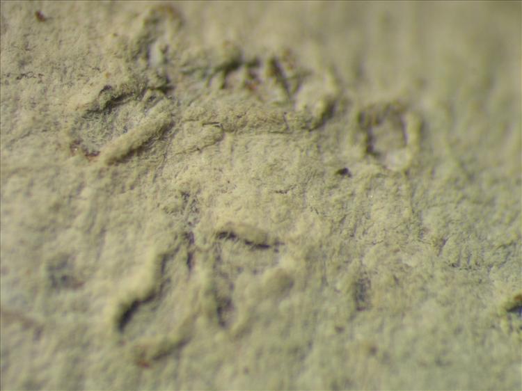 Diorygma pruinosum from Netherlands Antilles, Saba Habitus. leg. Sipman  15348. Image width = 4 mm.