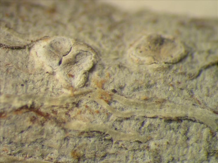 Diorygma pruinosum from Netherlands Antilles, Saba Habitus. leg. Sipman  15346. Image width = 4 mm.