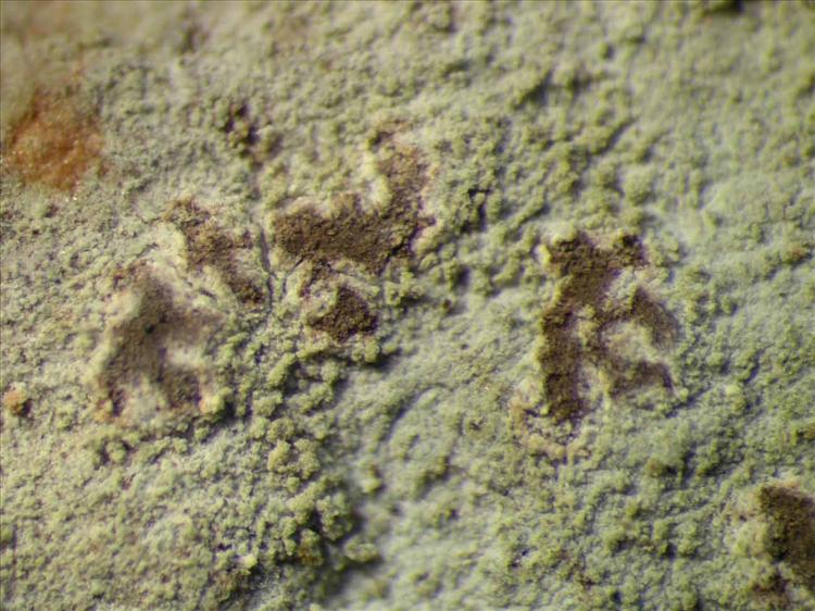 Diorygma rufopruinosum from Singapore Habitus. leg. Sipman 46373. Image width = 4 mm.