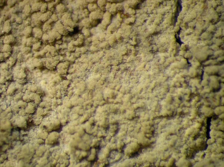 Diorygma rufopruinosum from Singapore Habitus. leg. Sipman 45554. Image width = 4 mm.