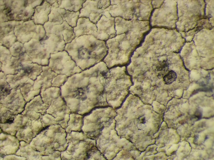 Diploschistes actinostomus from Netherlands Antilles, Saba Habitus. leg. B. Buck 50712. Image width = 4 mm.