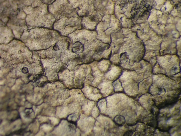 Diploschistes actinostomus from Netherlands Antilles, Saba Habitus. leg. Sipman  15243. Image width = 4 mm.