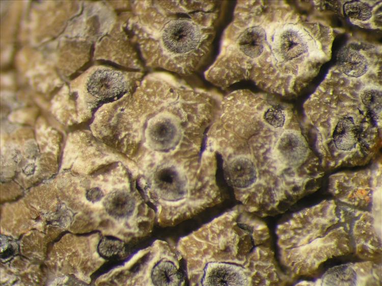 Diploschistes aeneus from Netherlands Antilles, Sint  Eustatius Habitus. leg. Sipman  15059. Image width = 4 mm.