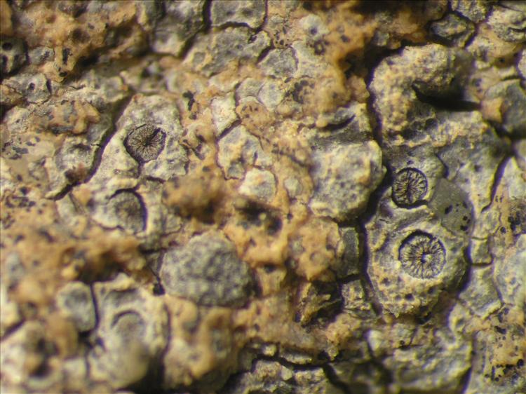 Diploschistes euganeus from Netherlands Antilles, Saba Habitus. leg. Sipman  54664. Image width = 4 mm.