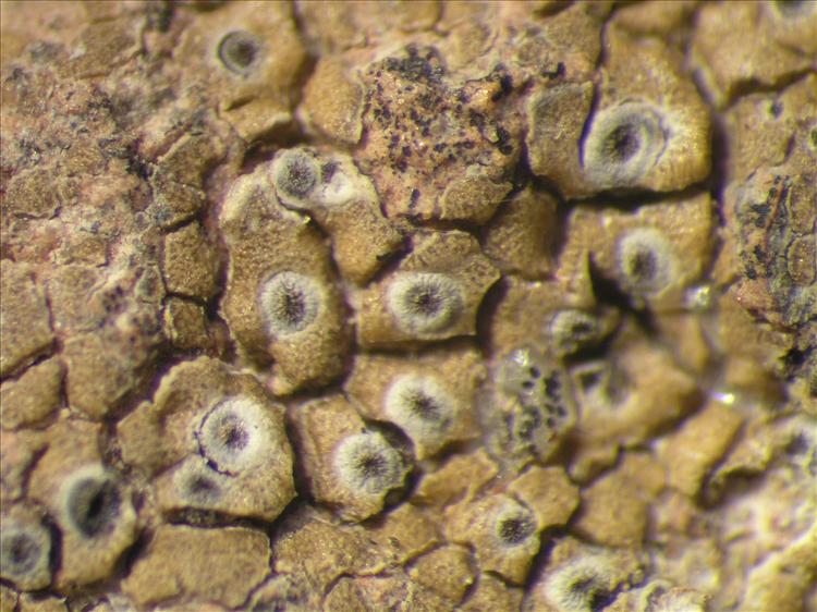 Diploschistes prominens from Netherlands Antilles, Saba Habitus. leg. Sipman  15298. Image width = 4 mm.