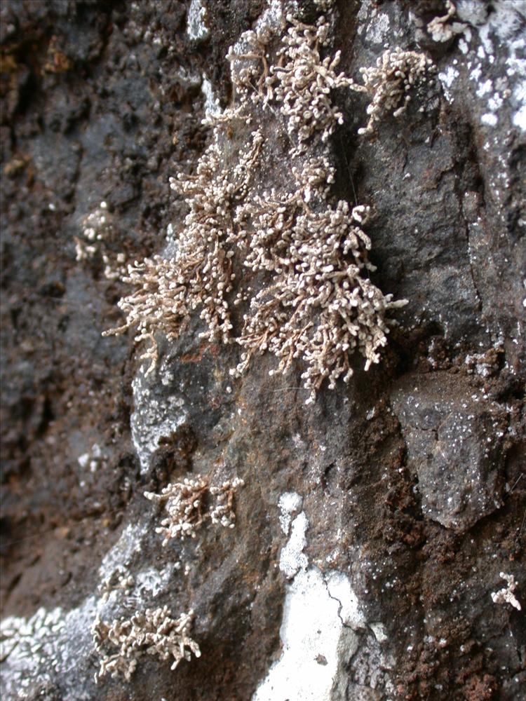 Dolichocarpus seawardii from Saint Helena 