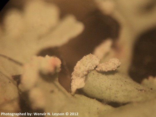 Heterodermia speciosa from Philippines, Lourdes Grotto, Baguio City, Benguet 