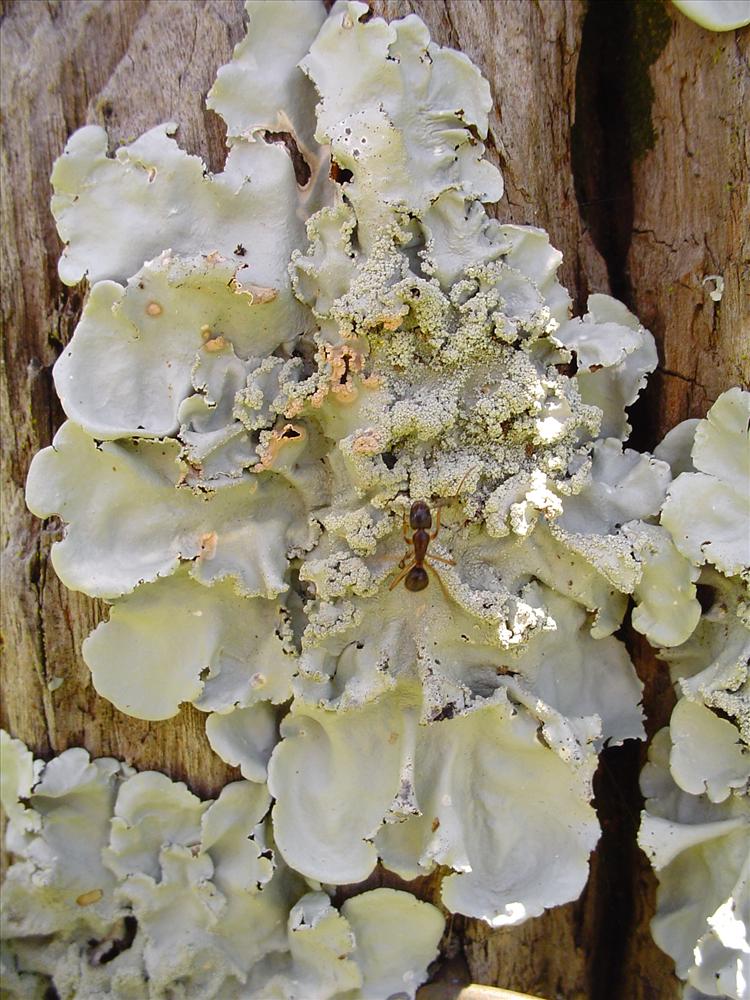 Parmotrema tinctorum from Brazil, Riqueza, Santa Catarina 