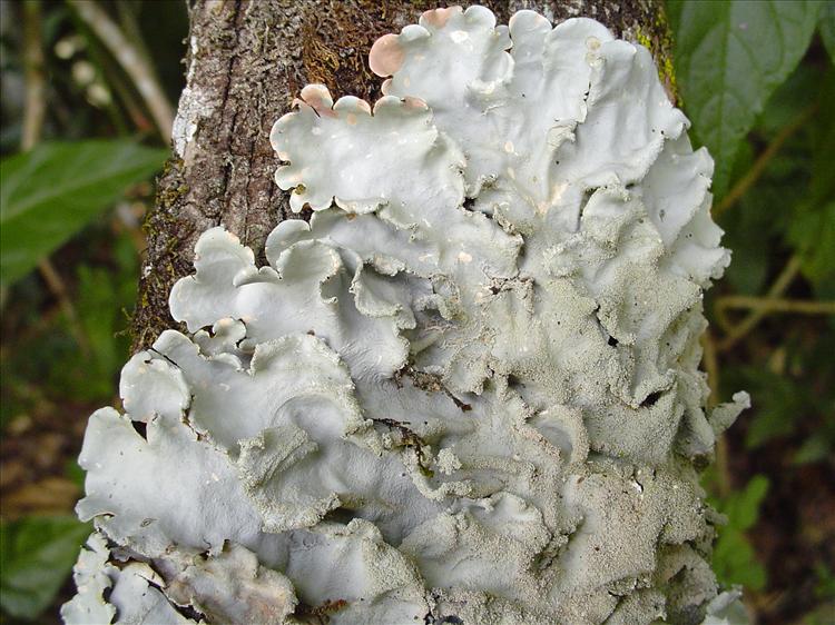 Parmotrema tinctorum from Brazil, Riqueza, Santa Catarina 