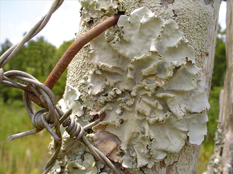 Parmotrema tinctorum from Brazil, Riqueza, Santa Catarina 