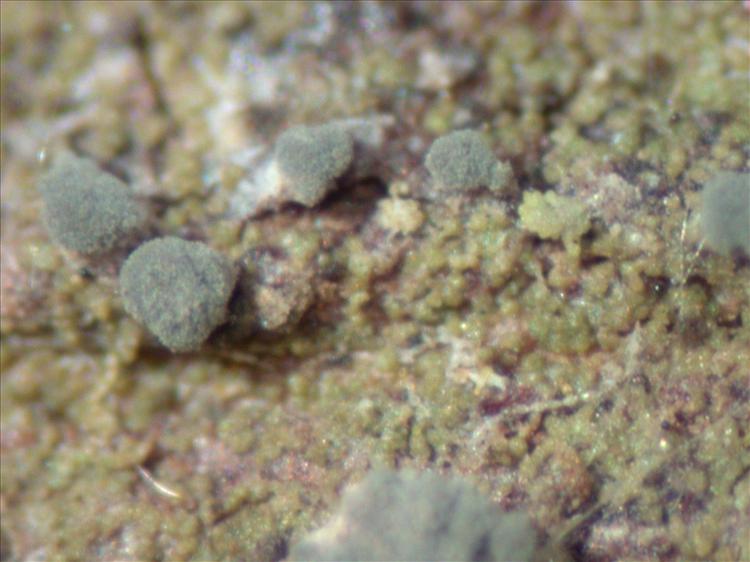 Bacidina penicillata from Papua New Guinea 