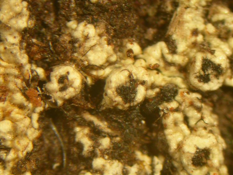 Synarthothelium sipmanianum from Venezuela Detail of ascomata. leg. H.J.M. Sipman 27216 (B) holotype