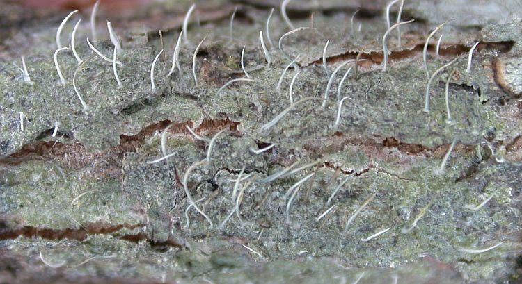 Echinoplaca hispida from China, Yunnan (ABL)