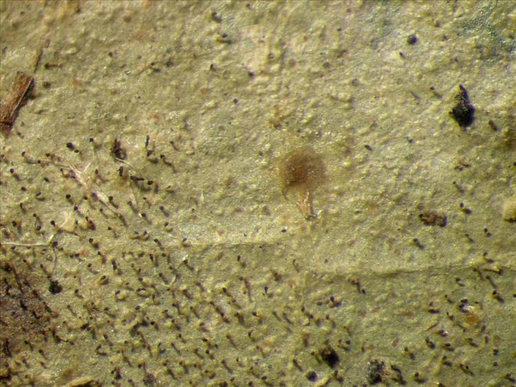 Echinoplaca pellicula from Singapore Habitus. leg. Sipman 46099. Image width = 4 mm.