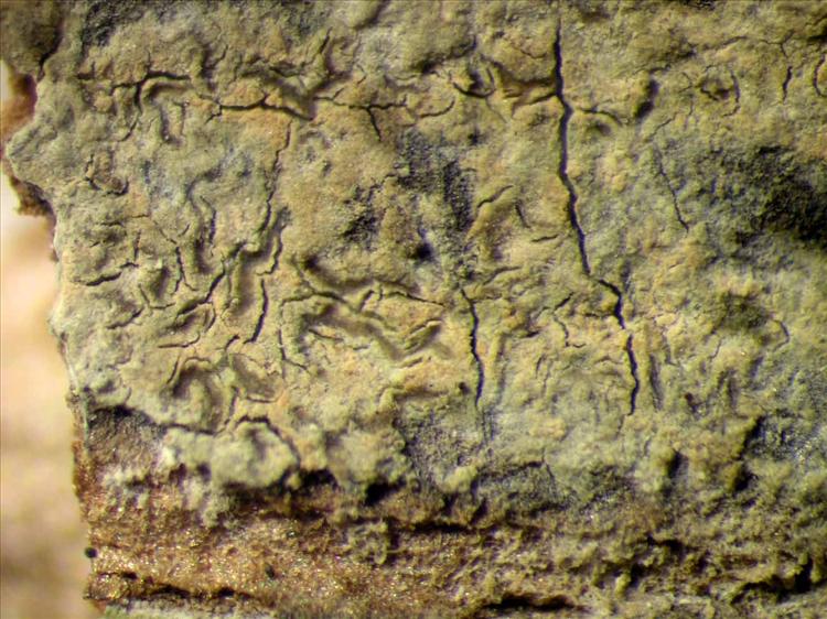 Enterographa anguinella from Singapore Habitus. leg. Sipman 45475. Image width = 4 mm.
