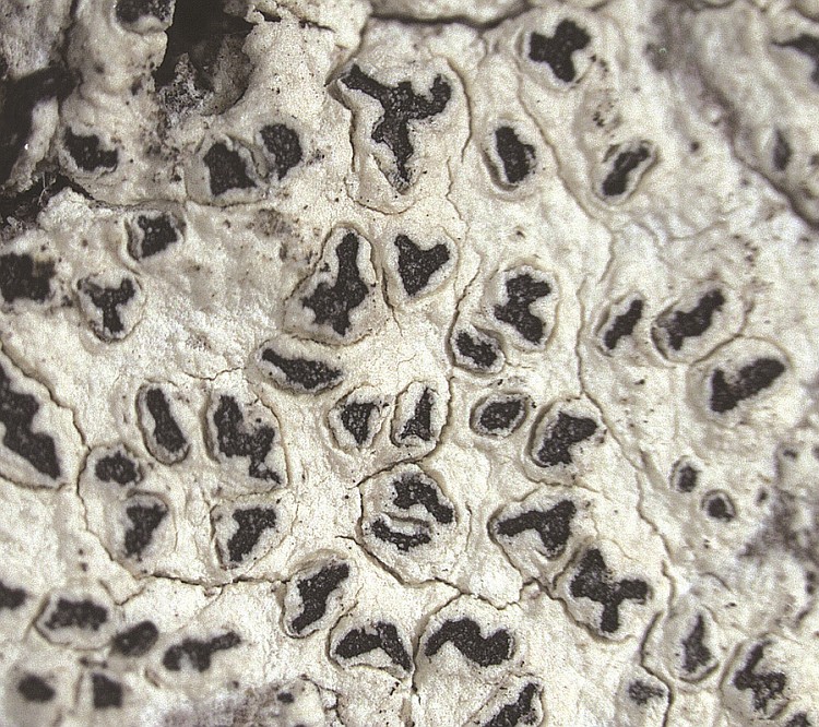 Enterographa bradleyana from USA, Florida type