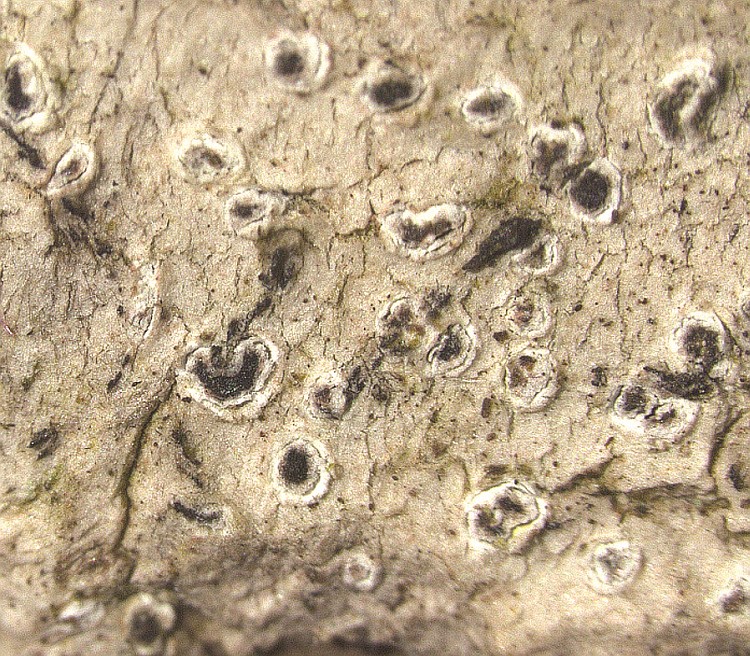 Enterographa caudata from USA, Florida type