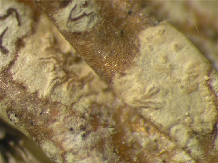 Enterographa multilocularis from Netherlands Antilles, Saba Habitus. leg. Sipman  54703a pp. Image width = 4 mm.