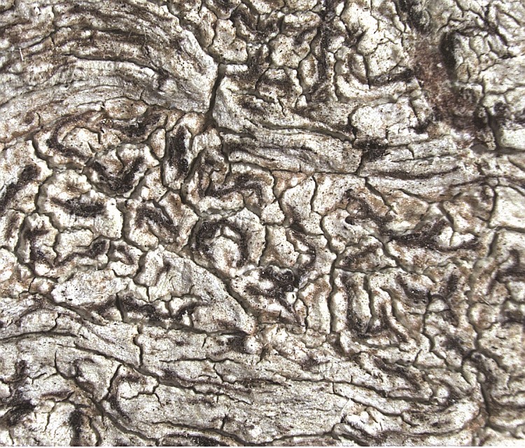 Enterographa murrayana from USA, Florida type