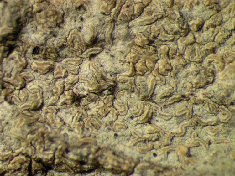 Enterographa pallidella from Singapore Habitus. leg. Sipman 45668. Image width = 4 mm.