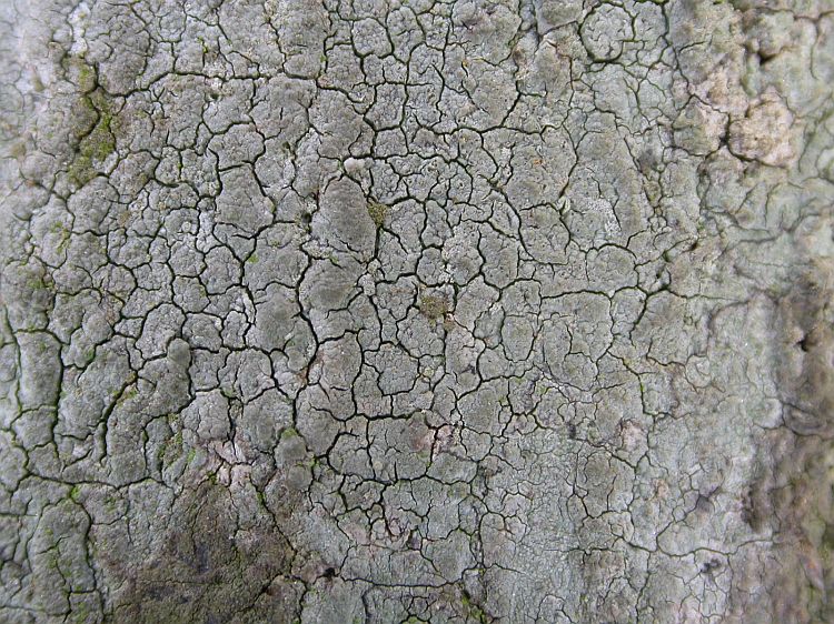 Enterographa tropica from Vietnam, Hanoi region leg. Sparrius 8365