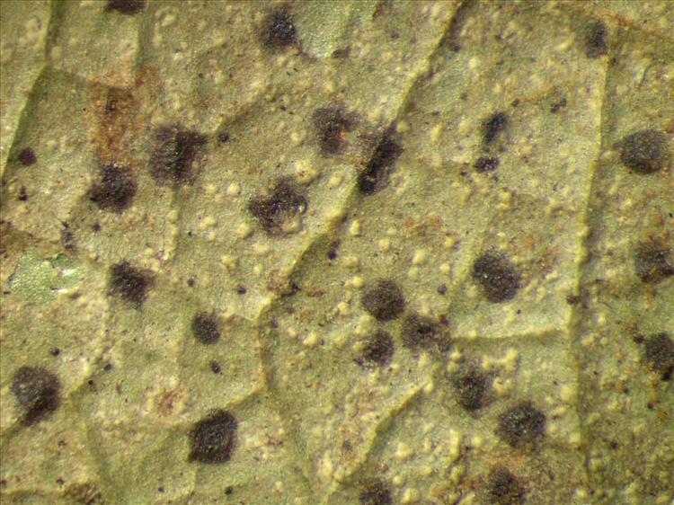 Eremothecella palmulacea from Singapore Habitus. leg. Sipman 46168. Image width = 4 mm.