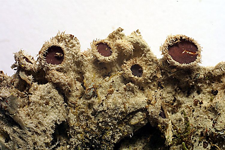 Erioderma tomentosum from Philippines 