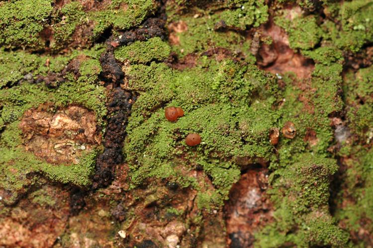 Eschatogonia minuta from Peru, Loreto Specimen O-L144749