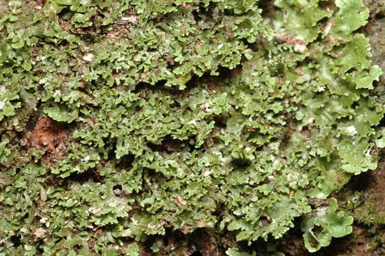 Eschatogonia prolifera from Peru, Loreto Specimen O-L144550