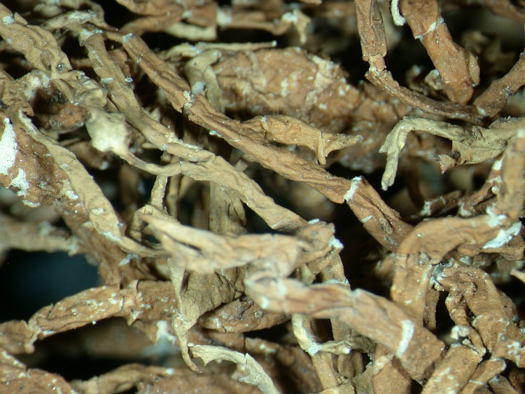 Evernia divaricata from NE Pakistan leg. S.Iqbal 97; herb. LAH