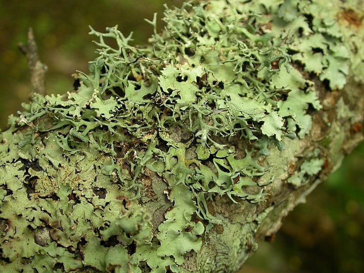 Everniastrum cirrhatum from Thailand, Chiang Mai region hb Sparrius