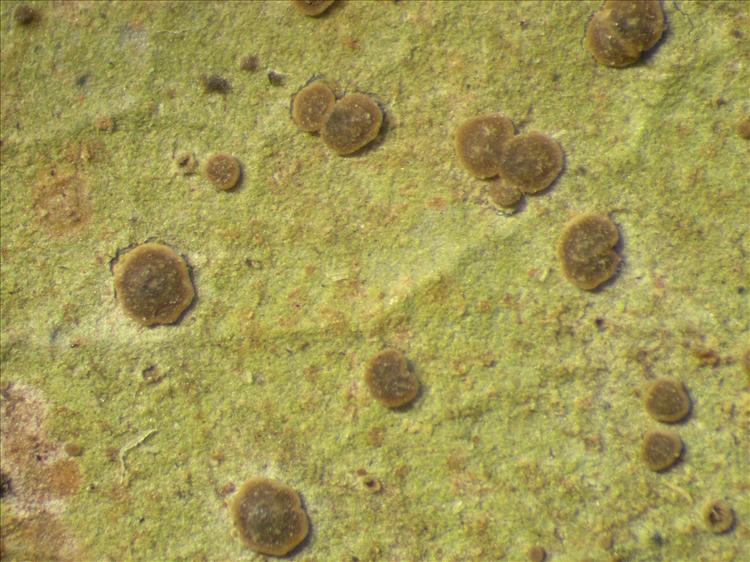Fellhanera fuscatula from Netherlands Antilles, Saba Habitus. leg. Sipman  55009. Image width = 4 mm.