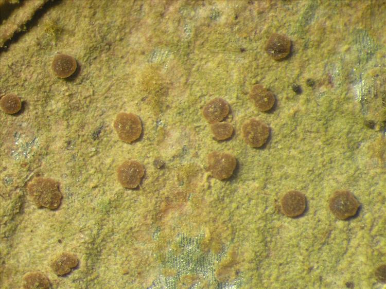 Fellhanera fuscatula from Netherlands Antilles, Saba Habitus. leg. Sipman  55007. Image width = 4 mm.