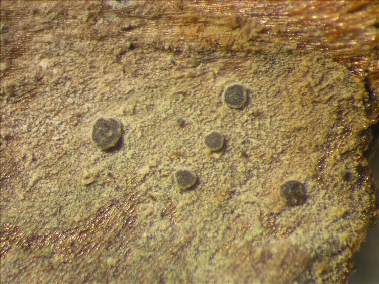 Fellhanera santessonii from Netherlands Antilles, Sint  Eustatius Habitus. leg. Sipman  14832. Image width = 4 mm.
