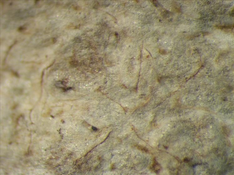 Fissurina dumastii from Netherlands Antilles, Saba Habitus. leg. Sipman  54820. Image width = 4 mm.