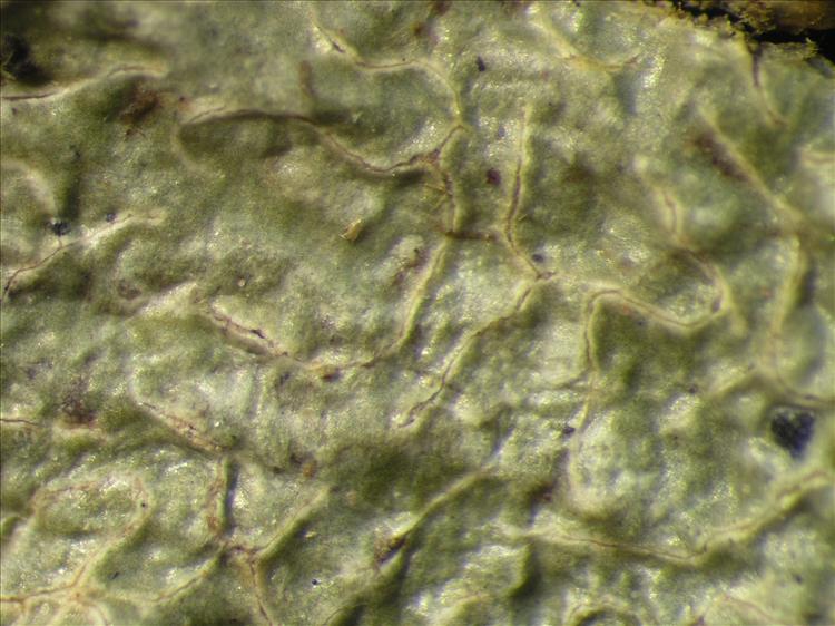 Fissurina dumastii from Netherlands Antilles, Saba Habitus. leg. Sipman  54714. Image width = 4 mm.