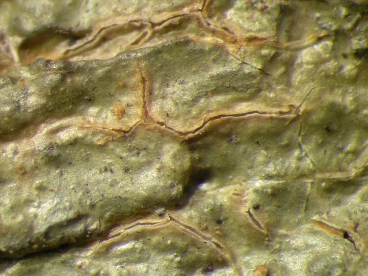 Fissurina dumastii from Singapore Habitus. leg. Sipman 46456. Image width = 4 mm.
