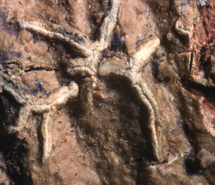 Fissurina globulifica from New Caledonia Graphis cineroalba Vain. holotype TUR-V 27218 Philippines