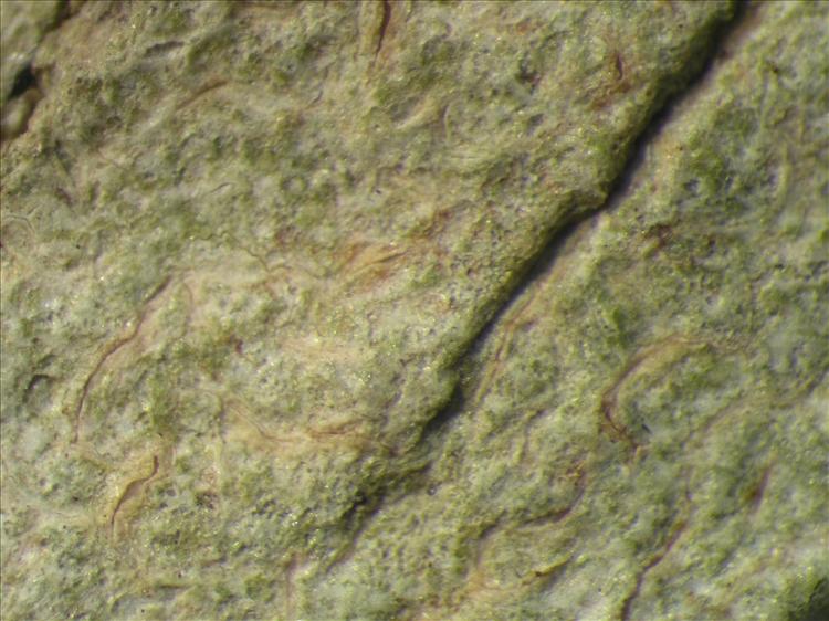 Fissurina nitidescens from Netherlands Antilles, Saba Habitus. leg. Sipman  54721b. Image width = 4 mm.