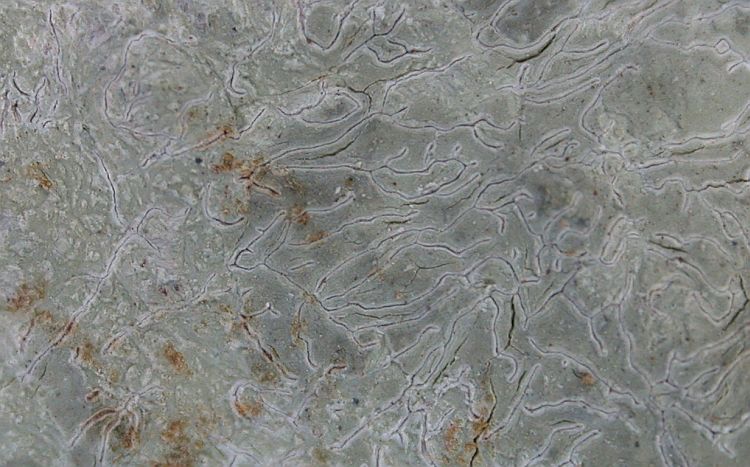 Fissurina quadrispora from China, Yunnan (ABL)