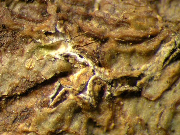 Fissurina radiata from Singapore Habitus. leg. Sipman 46122. Image width = 4 mm.