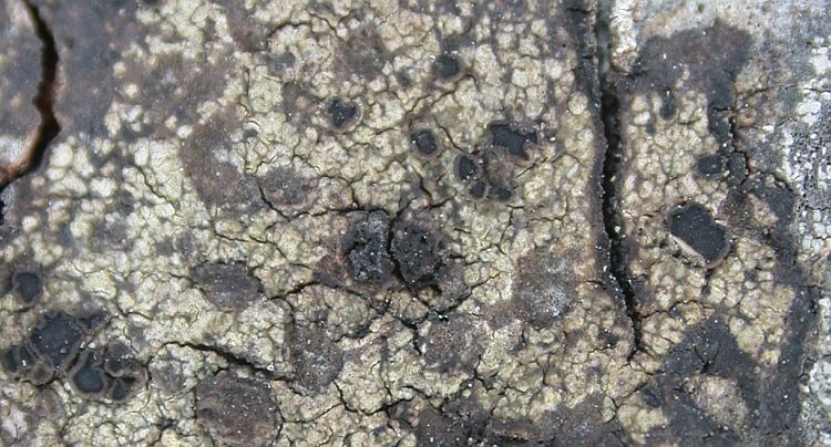 Fuscidea cyathoides from Taiwan (ABL)