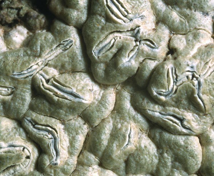 Graphis discarpa from Solomon Islands holotype
