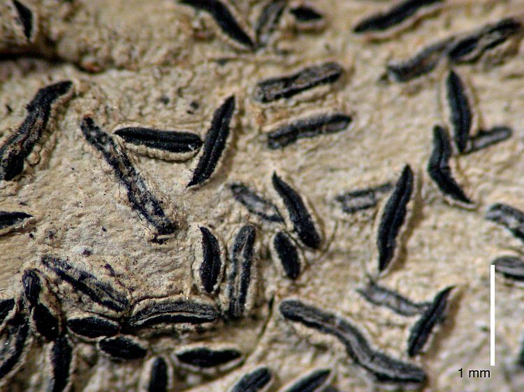 Graphis eimeoensis from Australia type specimen