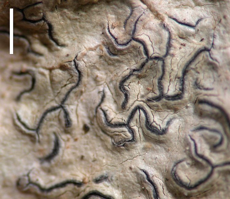 Graphis gloriosensis from Australia type specimen