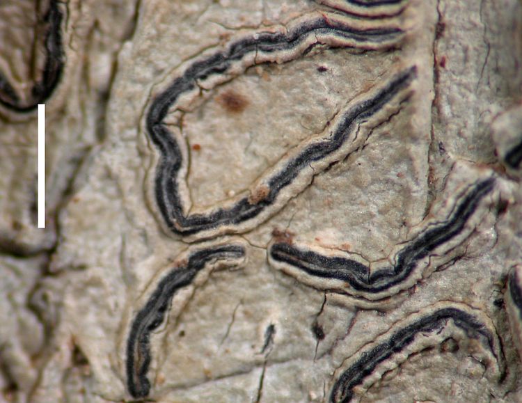 Graphis polyclades from Australia 